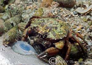 Eyeball for dinner.
Aughrus Pier. by Mark Thomas 
